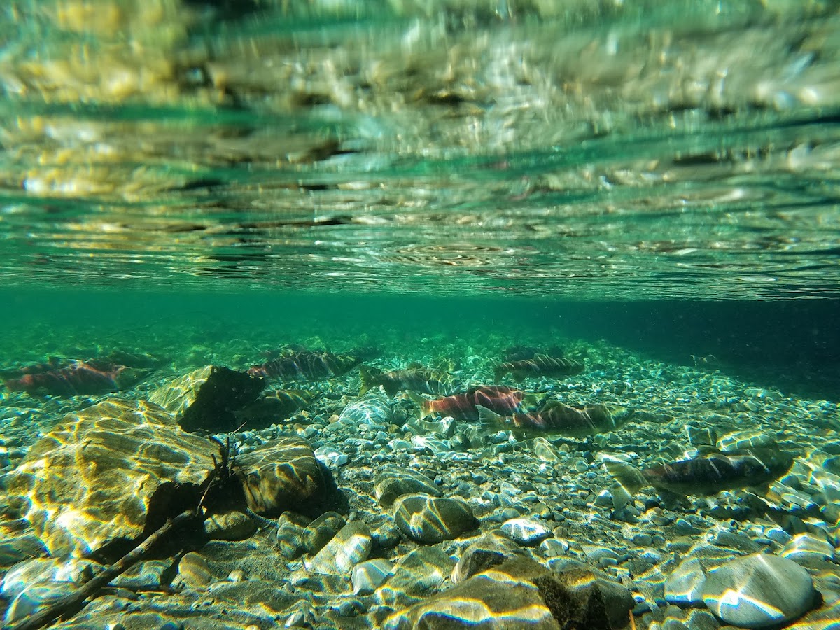 Hidden Cedar Falls photo 3